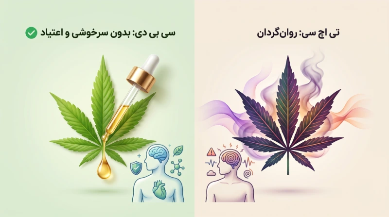 یک اینفوگرافیک علمی و مقایسه‌ای دورنگ و دوقسمتی درباره تفاوت‌های CBD و THC به زبان فارسی. در سمت چپ با پس‌زمینه سبز ملایم، عنوان "سی بی دی: بدون سرخوشی و اعتیاد" با یک تیک سبز دیده می‌شود که در زیر آن یک برگ سبز طبیعی شاهدانه، یک قطره‌چکان شیشه‌ای با قطره‌های روغن طلایی‌رنگ و طرحی از نیم‌تنه یک انسان با مغز و قلب آرام (به رنگ‌های آبی و سبز) به همراه آیکون‌های سپر محافظتی و مولکول قرار دارد. در سمت راست با پس‌زمینه کرم ملایم، عنوان "تی اچ سی: روان‌گردان" قرار دارد که زیر آن برگ شاهدانه‌ای با طیف‌های تیره و بنفش همراه با دود و امواج رنگی، و طرحی از نیم‌تنه انسان با مغز فعال و پر هرج‌ومرج (با امواج مارپیچ و نشانه‌های هشدار) به تصویر کشیده شده است.
